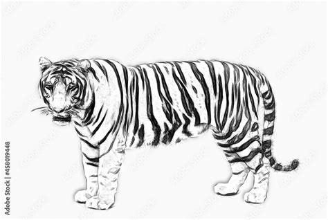 Tiger side view. Greyscale illustration. Pencil sketch on white ...