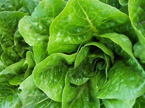 Crunchy Romaine Lettuce | Flickr - Photo Sharing!