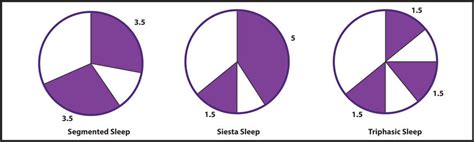 Sleep Cycle: Biphasic and Polyphasic Sleep | Polysleep