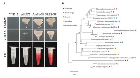 | Secretory function and phylogenetic analysis of S. turcica effector... | Download Scientific ...