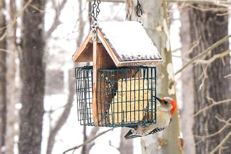 Tips For Feeding Birds In Winter | Small And Medium Bird Automatic ...