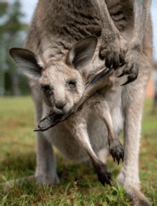 8 Fascinating Baby Kangaroo Facts - Mighty Little Marsupial Wonders ...