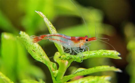 What Temperature Is Best For My Shrimp Tank?, 48% OFF