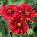 Arizona Red Shades Blanket Flower, Gaillardia grandiflora | High ...