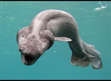 Cyclops Shark: Scientists Confirm That Discovery Of One-Eyed, Albino Animal Is Legit (VIDEO ...