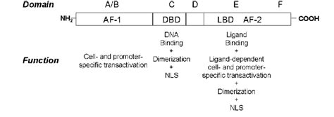 Modular structure of steroid hormone receptors. Distinct domains are... | Download Scientific ...