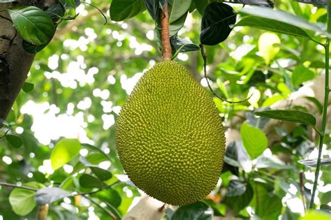 21 Jackfruit Varieties (Different Varieties of Jackfruit) - ChowTray