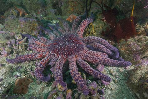 NOAA proposes listing sunflower sea stars as threatened species