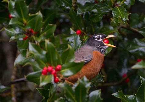 Robin Loznak Photography: Rain birds