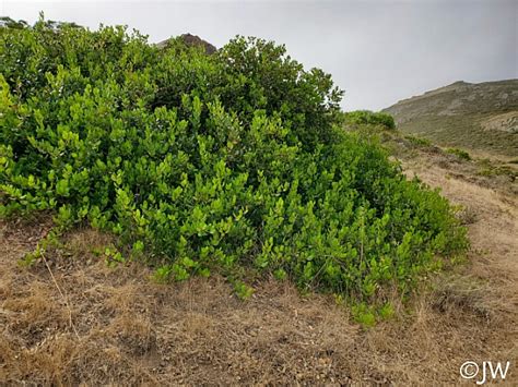 Rhus integrifolia | California Flora Nursery