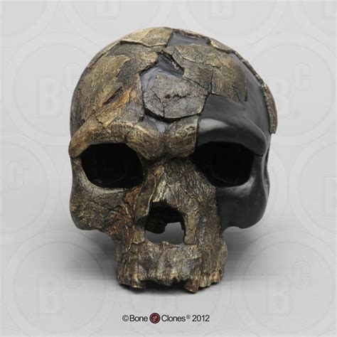 Homo sapiens idaltu - Herto Skull - The fossilized skull of an adult male hominid unearthed in ...