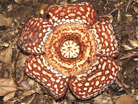 Rafflesia