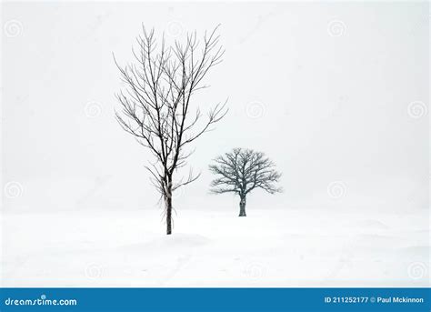 Winter Scene with Two Barren Trees in the Snow Stock Image - Image of ...