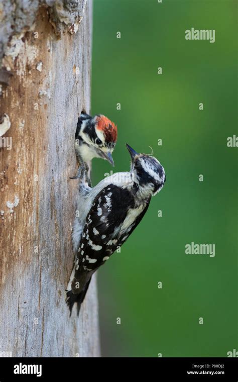 Downy woodpecker at nest Stock Photo - Alamy