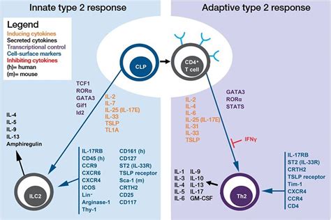 T Helper 2 Cell Overview | Thermo Fisher Scientific - TW