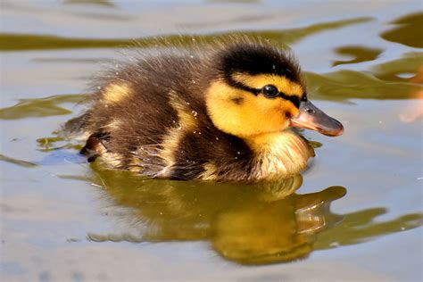 Researchers learn how swimming ducks balance water pressure in their feathers while diving