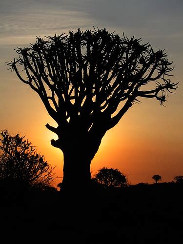 quiver tree sunset | Quiver Tree Forest near Ketmanshoop, Na… | Achim ...