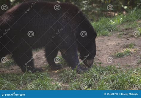 Louisiana Black Bear stock photo. Image of cautious - 114668766