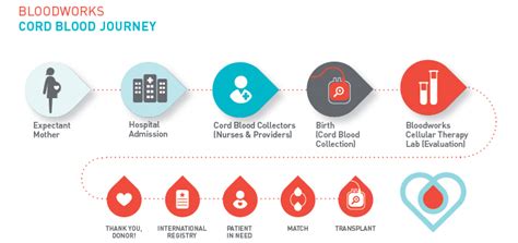 For Expectant Parents: donate cord blood - Bloodworks Northwest