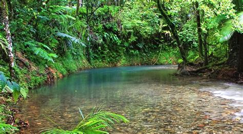 Daintree Rainforest Tour explore the ancient rainforest.