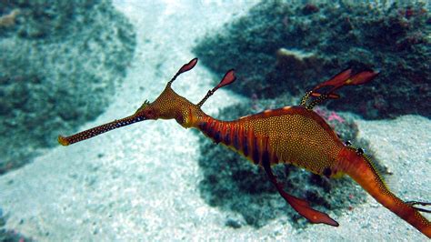 Weedy Sea Dragon, Kurnell, NSW, Australia | Weedy sea dragon, Sea ...