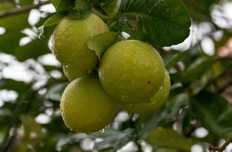 Lemon Lime Citrus Fruits - Free photo on Pixabay - Pixabay
