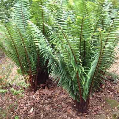 Dryopteris wallichiana - Dorset Perennials