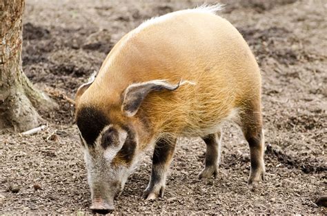 Red River Hog - Animals Free Stock Photo - Public Domain Pictures