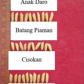 Morphological of Four Rice Seed Varieties | Download Scientific Diagram