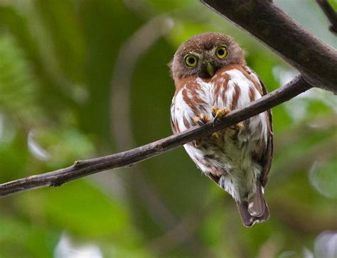 Least Pygmy Owl in Bahia, Brazil