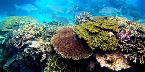 Corals and sea anemones (anthozoa) | Smithsonian's National Zoo and ...