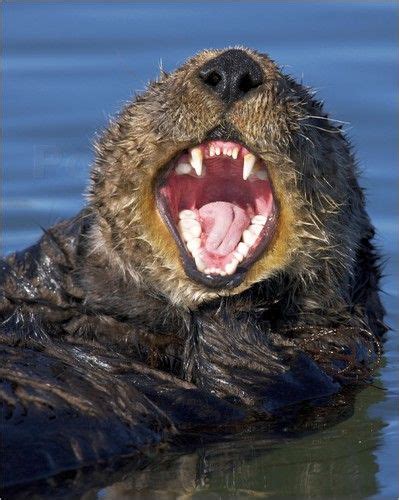 Otter love, Otters, Sea otter