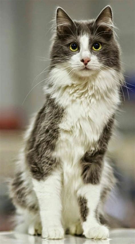 25 best Beautiful Turkish Angora Cats ️ images on Pinterest | Kitty cats, Angora cats and Cute ...