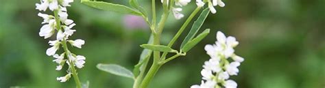 White Blossom Sweet Clover - Pawnee Buttes Seed Inc.