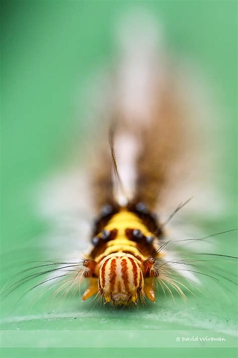 Rose Myrtle Lappet Moth Caterpillar - Singapore Geographic