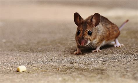 Royalty-Free photo: Selective focus photography of brown rat on gray ...