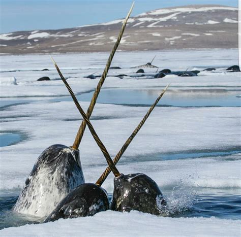 Let's all take a moment to appreciate the fact that Narwhals are real - Album on Imgur | Narwhal ...