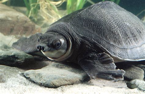 Pig-nosed Turtle [IMAGE] | EurekAlert! Science News Releases