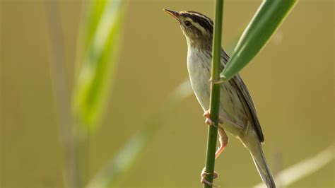 Peatlands as a safe haven for rare and threatened biodiversity | Global Peatlands Initiative