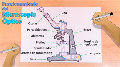 llegar Permanece Recientemente microscopio optico simple y sus partes Adecuado lila Notorio