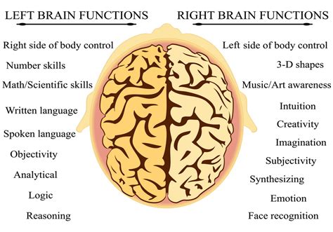 Solving Brain Puzzles : Left And Right Brain Functions | Nervous System Disorders and Diseases ...