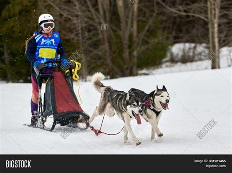 Husky Sled Dog Racing Image & Photo (Free Trial) | Bigstock