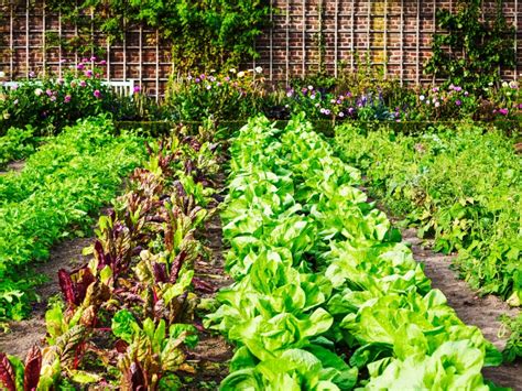 Vegetable Garden Orientation - Direction Of Vegetable Garden Rows