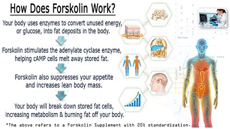 Forskolin- Is Your Forskolin Effective?