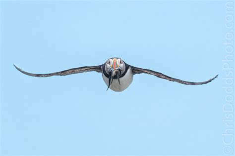 Atlantic Puffin flying head-on with fish — Nature Photography Blog