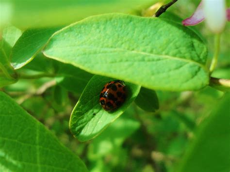 Lady bug :) | Plant leaves, Plants, Ladybug