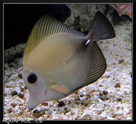 Scopas Tang - Zebrasoma scopas | Saltwater tank, Fish pet, Salt and water