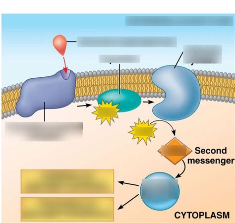 Non-steroid Hormone Signal Transduction Diagram | Quizlet