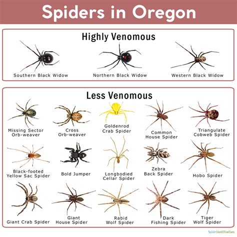 Spiders in Oregon: List with Pictures