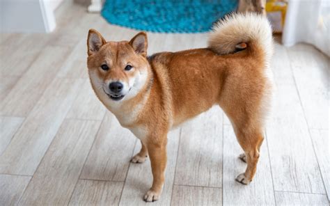 Shiba Inu Breed Guide & Shiba Inu Insurance | Healthy Paws Pet Insurance